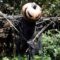 How to make a scary scarecrow decoration